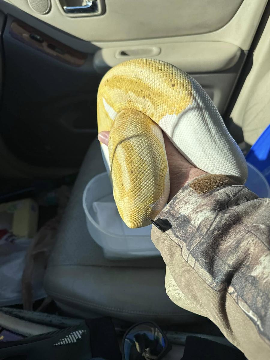 banana piec