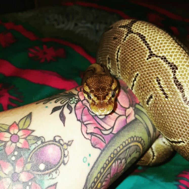 Marley! Pinstripe ball python