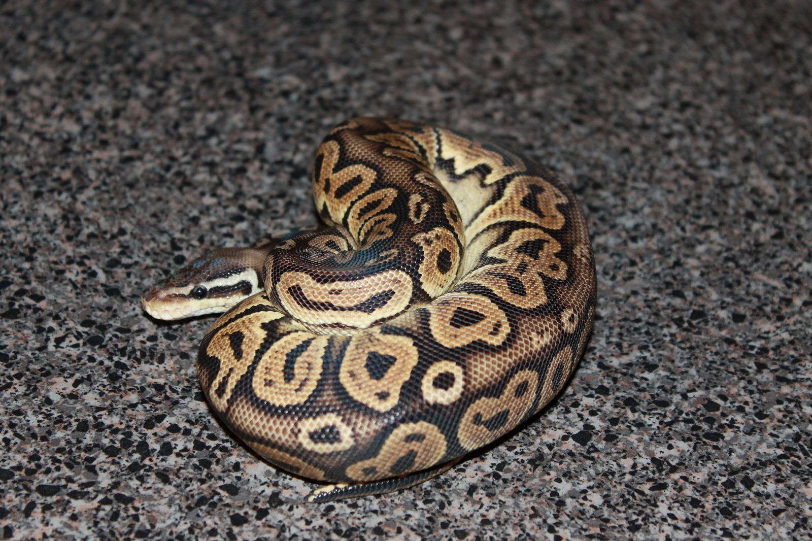 Black Pewter 100% Het Albino