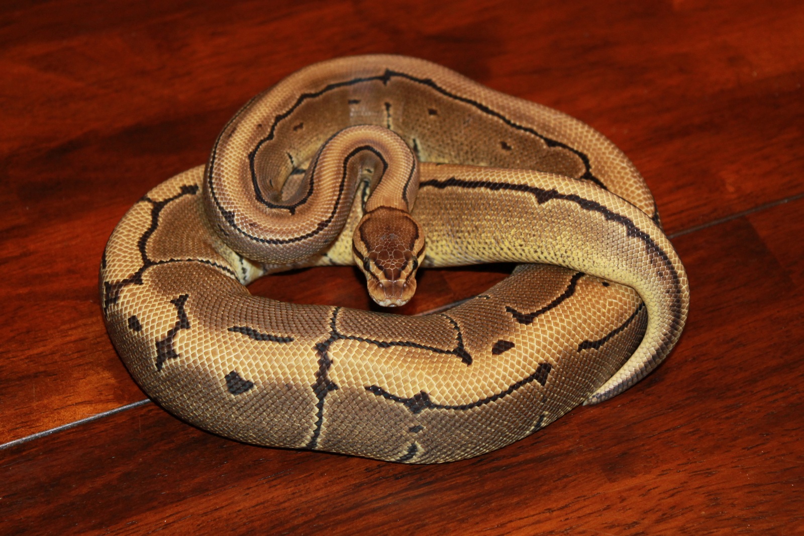 Pinstripe 100% Het VPI Axanthic