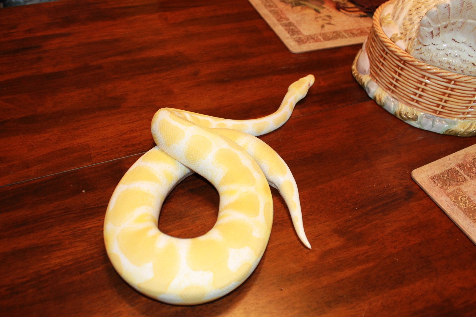 High Contrast Albino