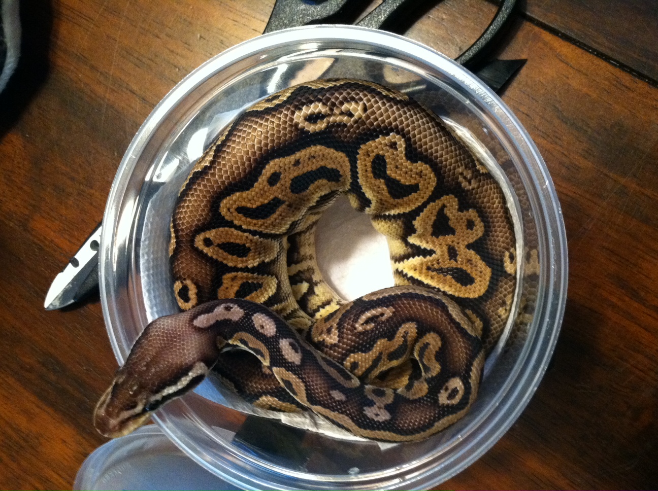 Black Pewter 100% Het Albino