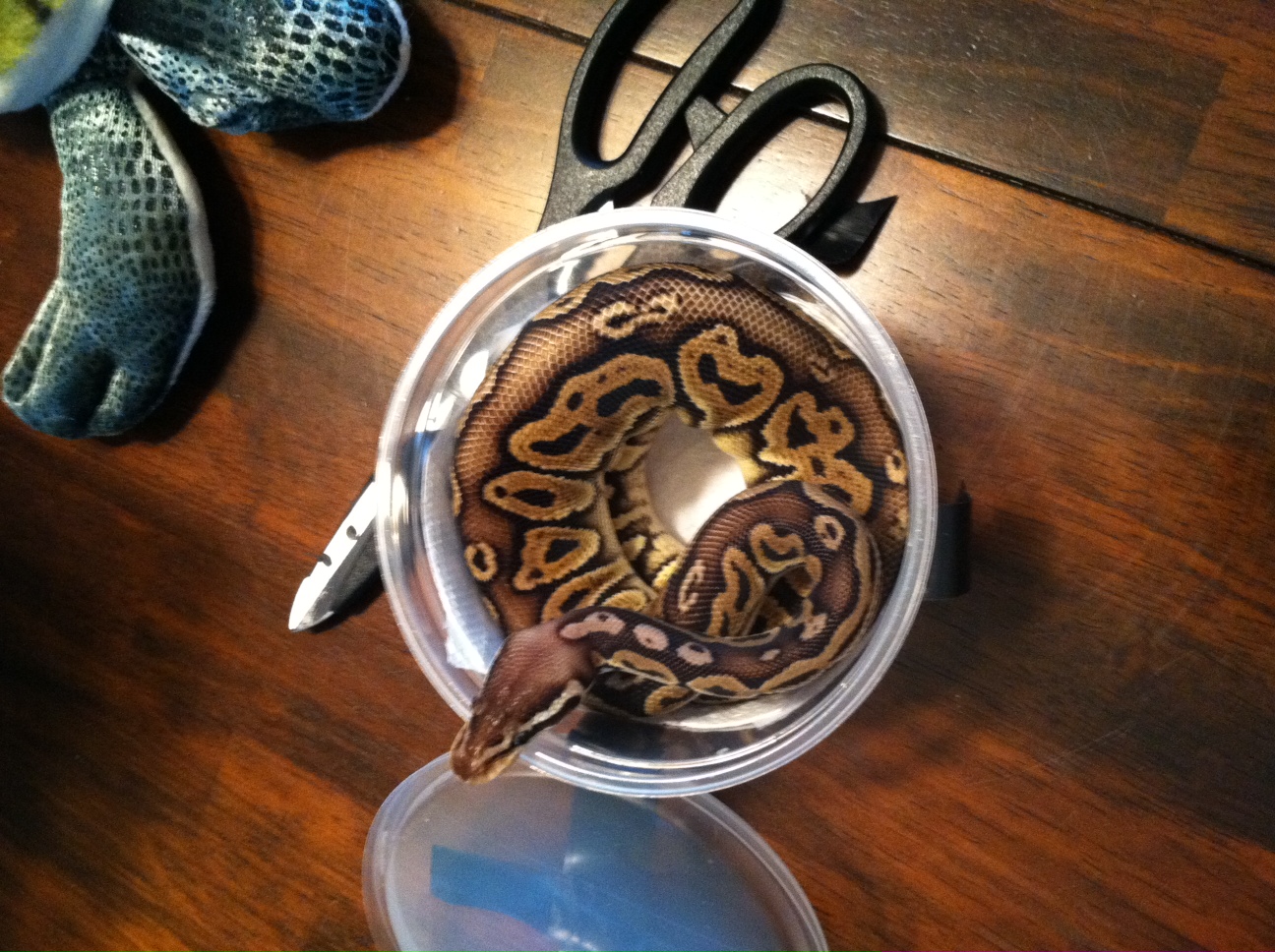 Black Pewter 100% Het Albino