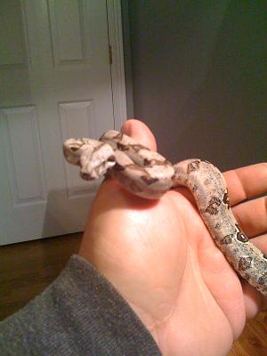 Bebe