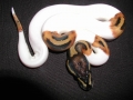 Pied Male