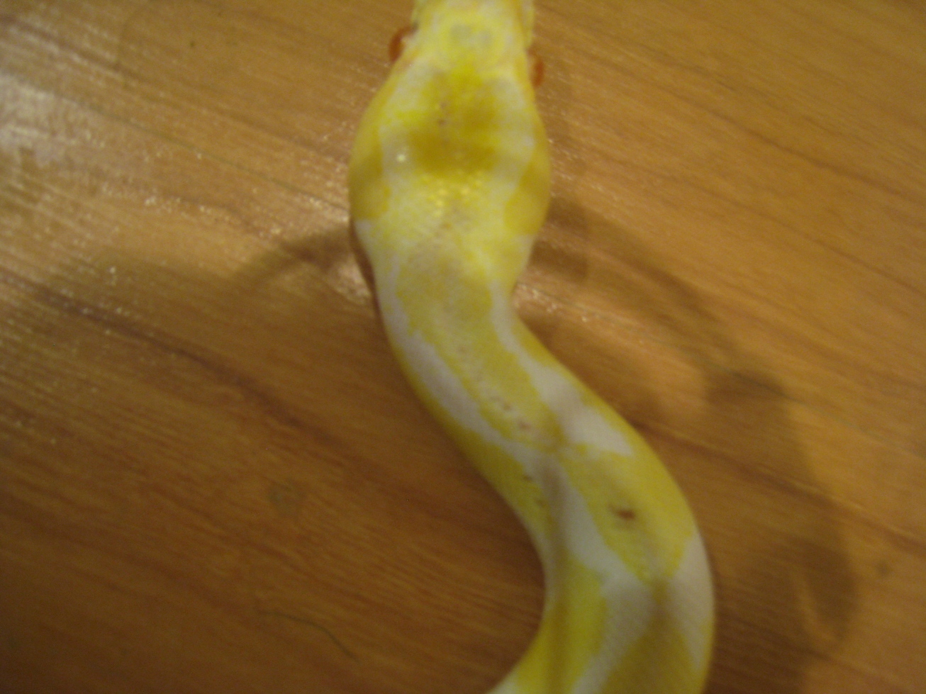 Snaketest