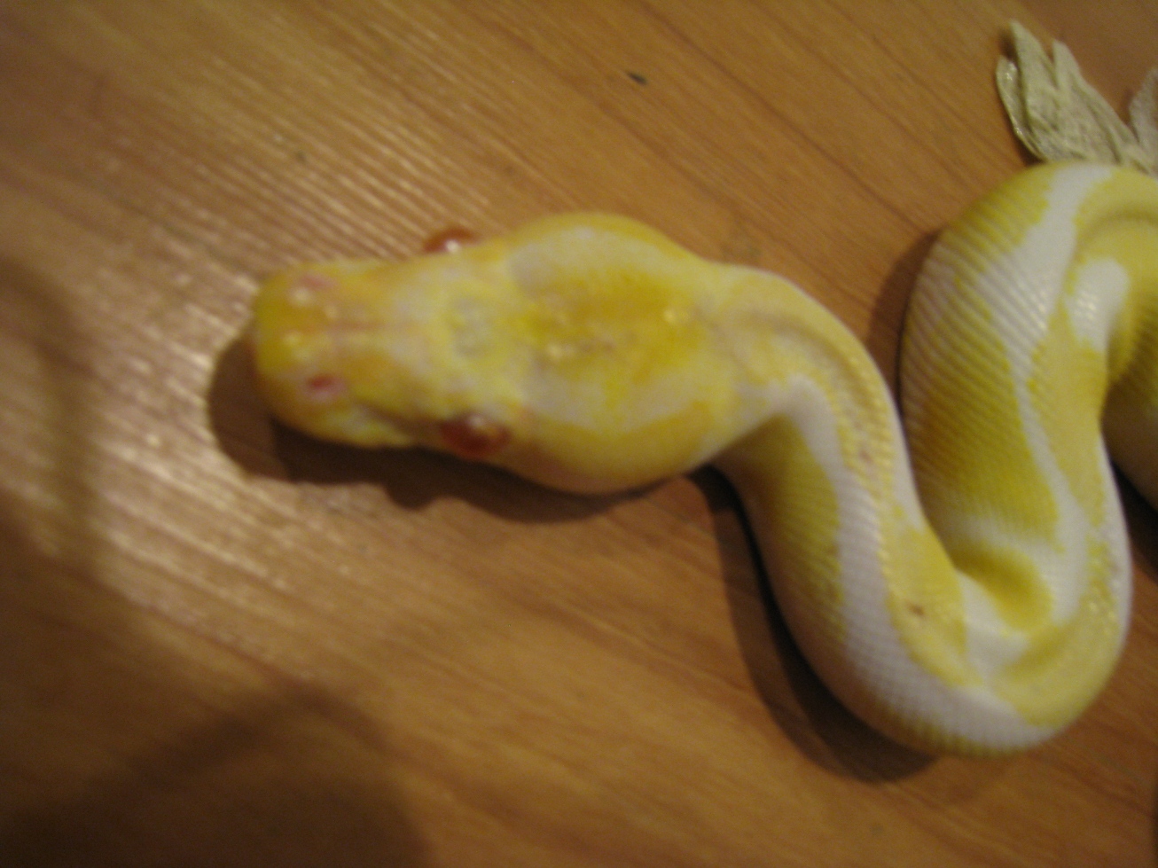 Snaketest
