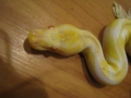 Snaketest
