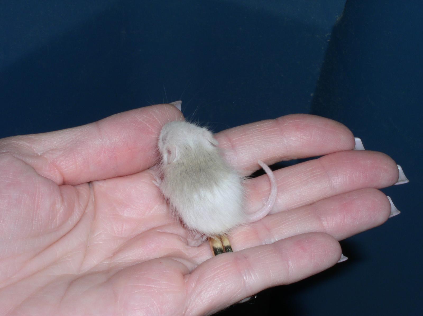 Albino Suprise