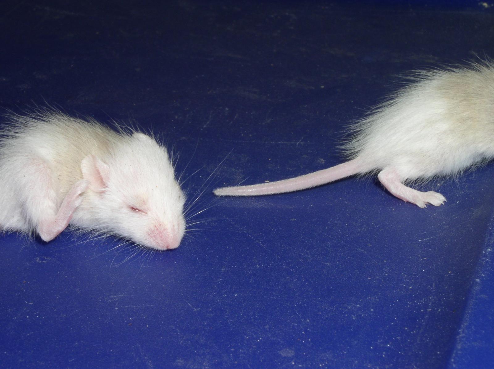 Albino Suprise