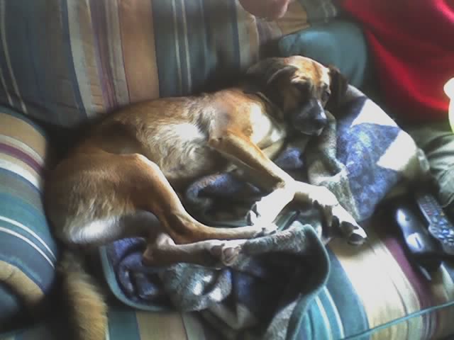 Pet's Have It So Hard...(cell Pics)
