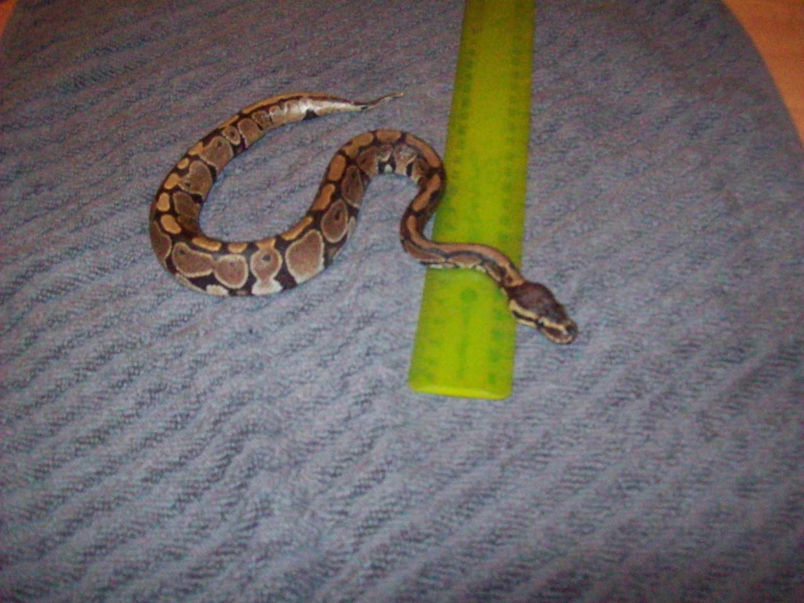 My First Ball Python