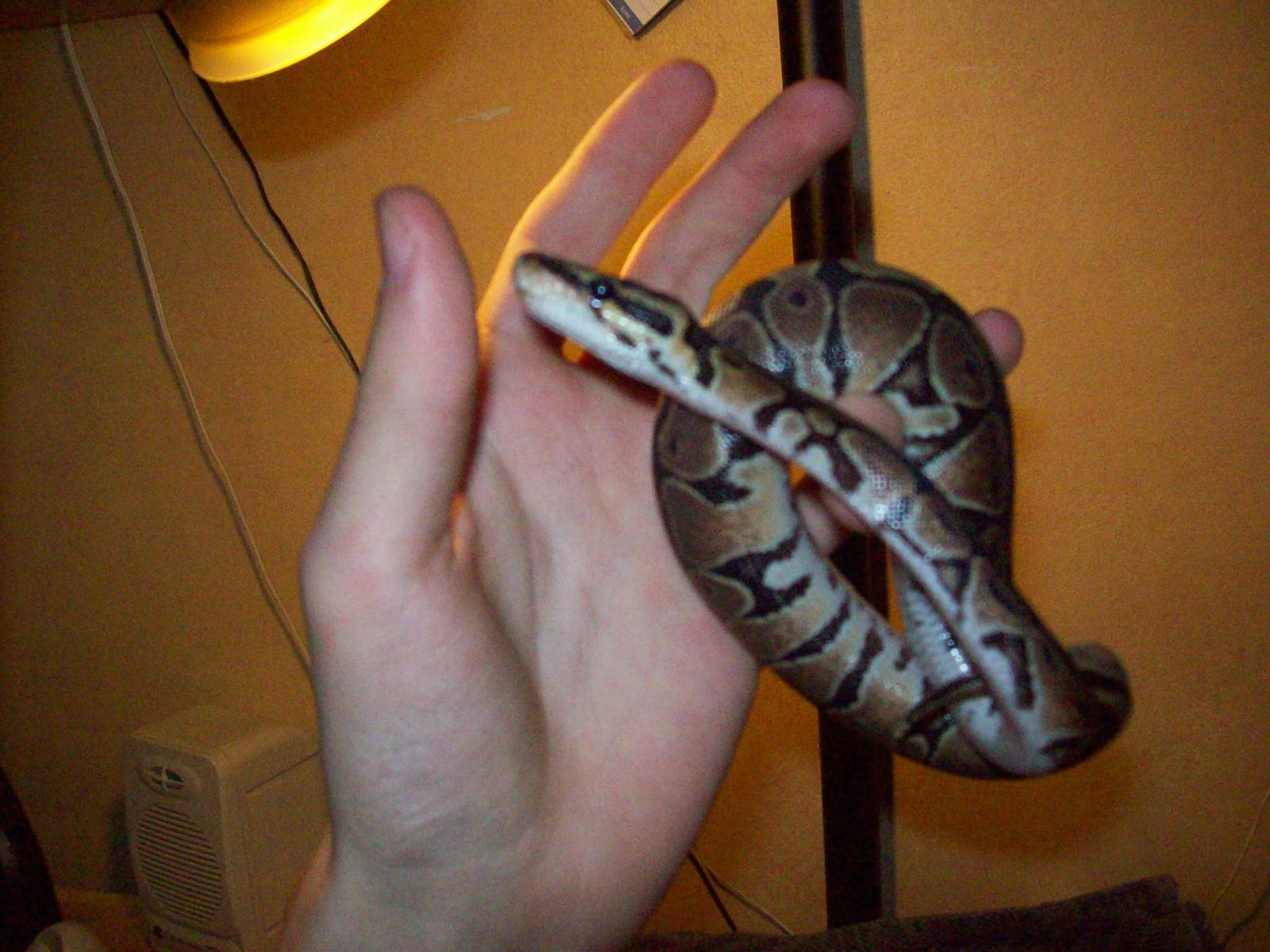 My First Ball Python