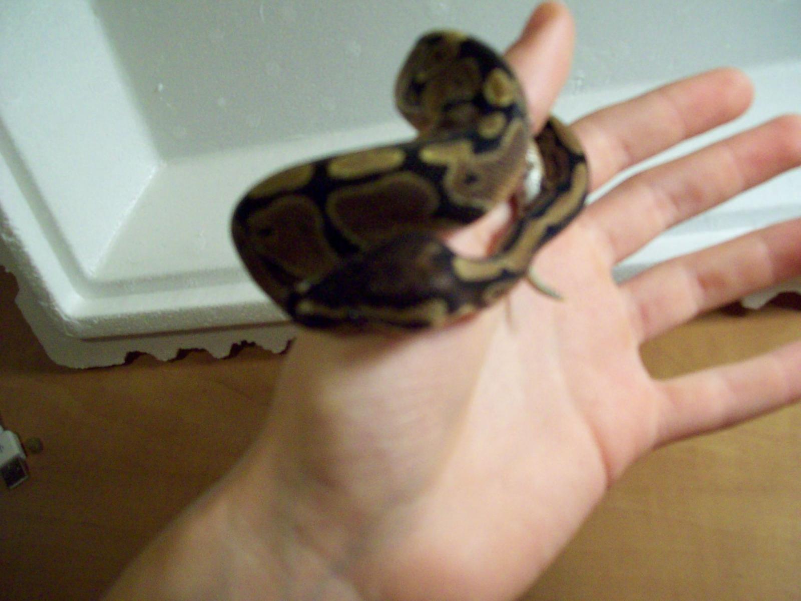 Kalhua Pantalones Fresh Shed
