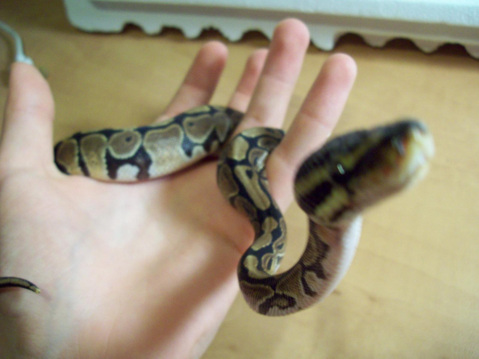 Kalhua Pantalones Fresh Shed