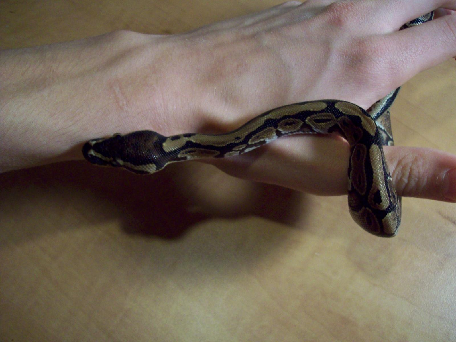 Kalhua Pantalones Fresh Shed