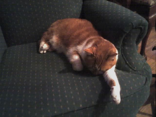Pet's Have It So Hard...(cell Pics)