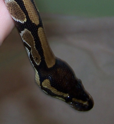 Bandit 2-8-09 Close-up1