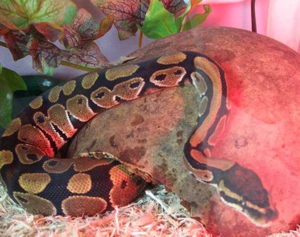 Bandit 3-12-097