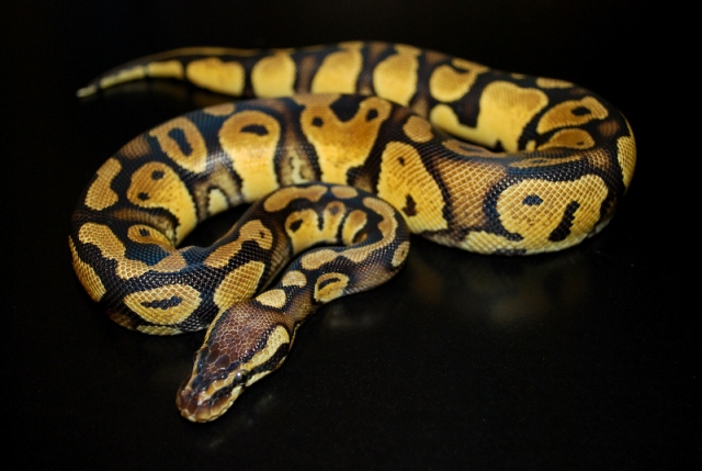 08 Pastel Male 2