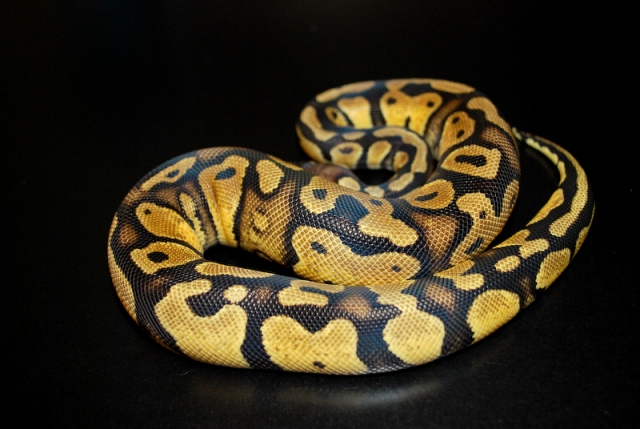 Lemon Pastel Male