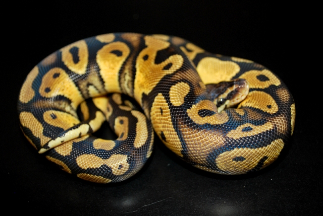 08 Pastel Male 4