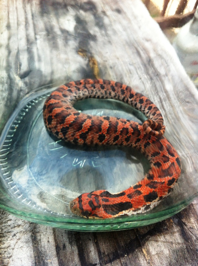 Eastern Hognose