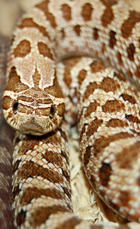 Western Hog female