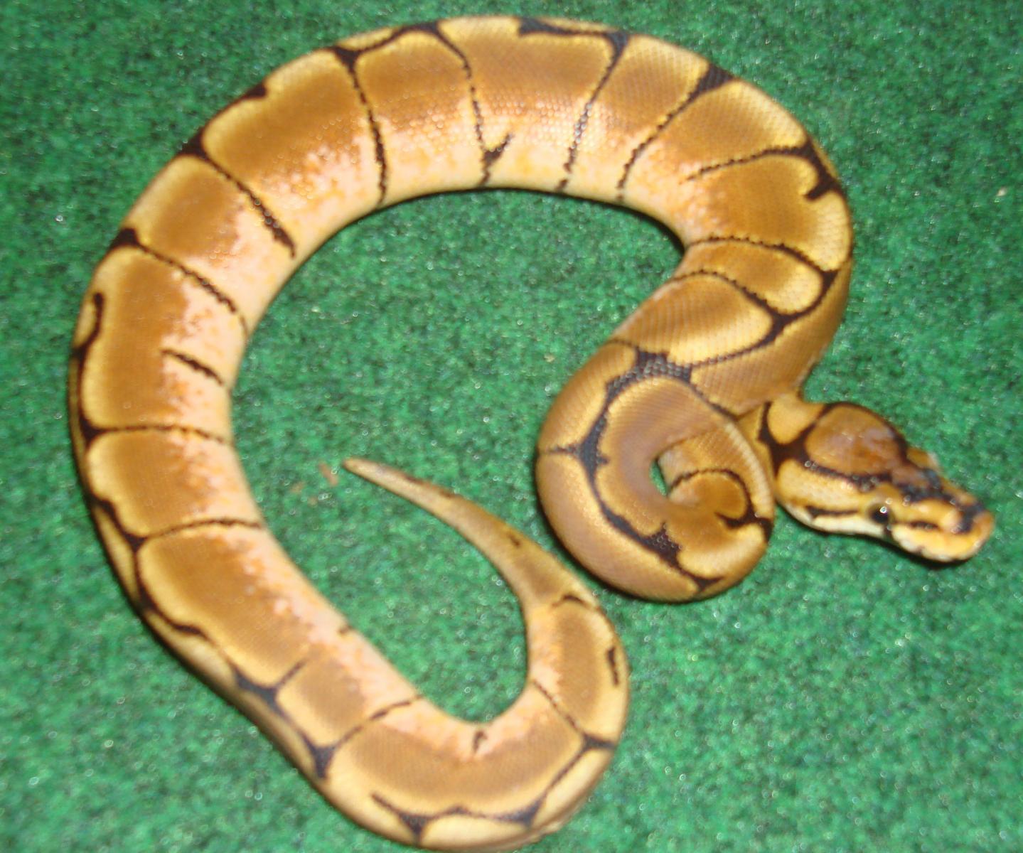 New/first 08 Snakes