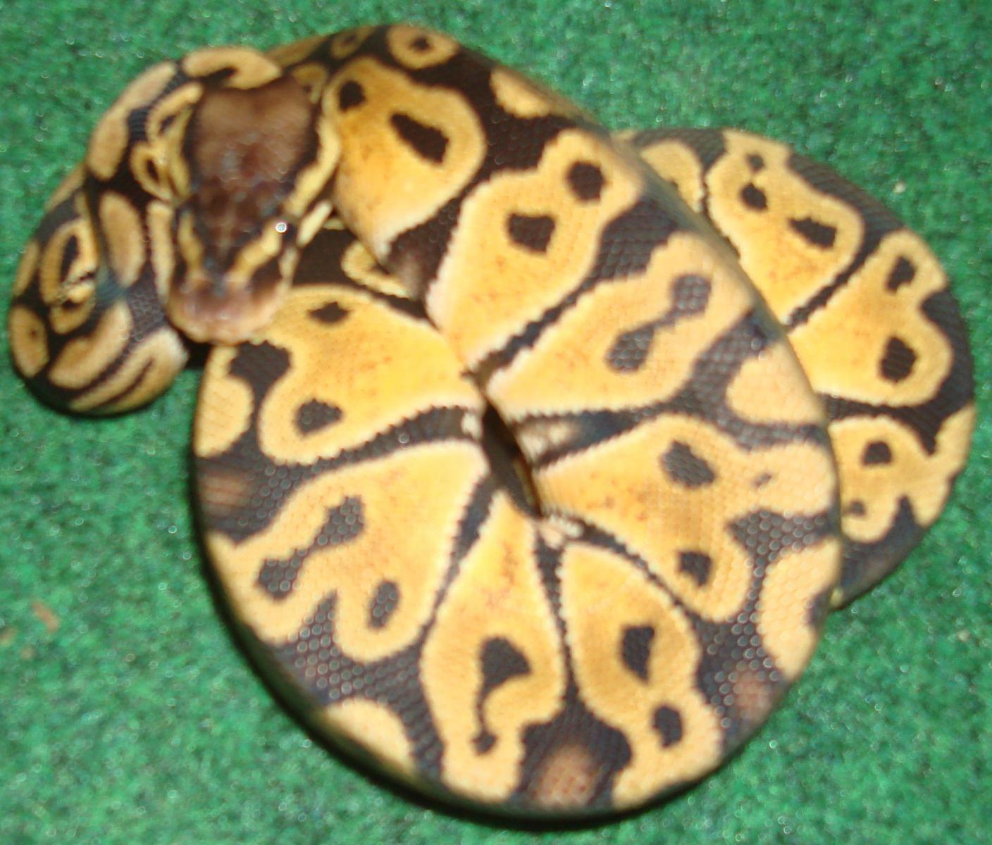 New/first 08 Snakes