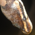 Kah The Snake