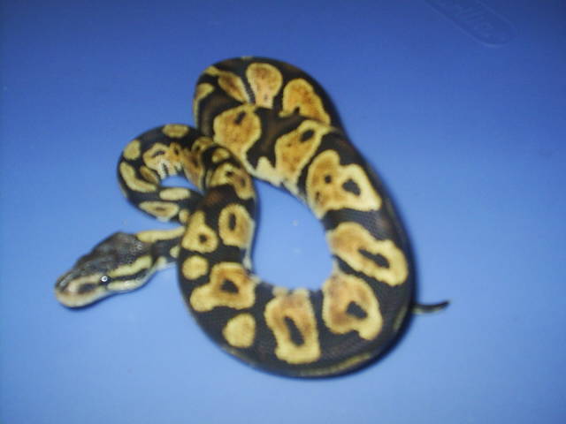 08 Male Pastel
