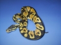 08 Male Pastel
