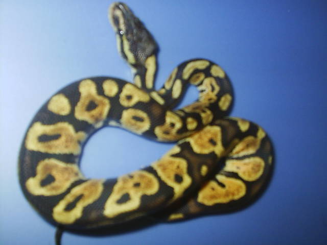 08 Male Pastel