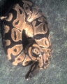 Black Back?