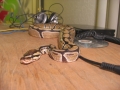 My Snakes