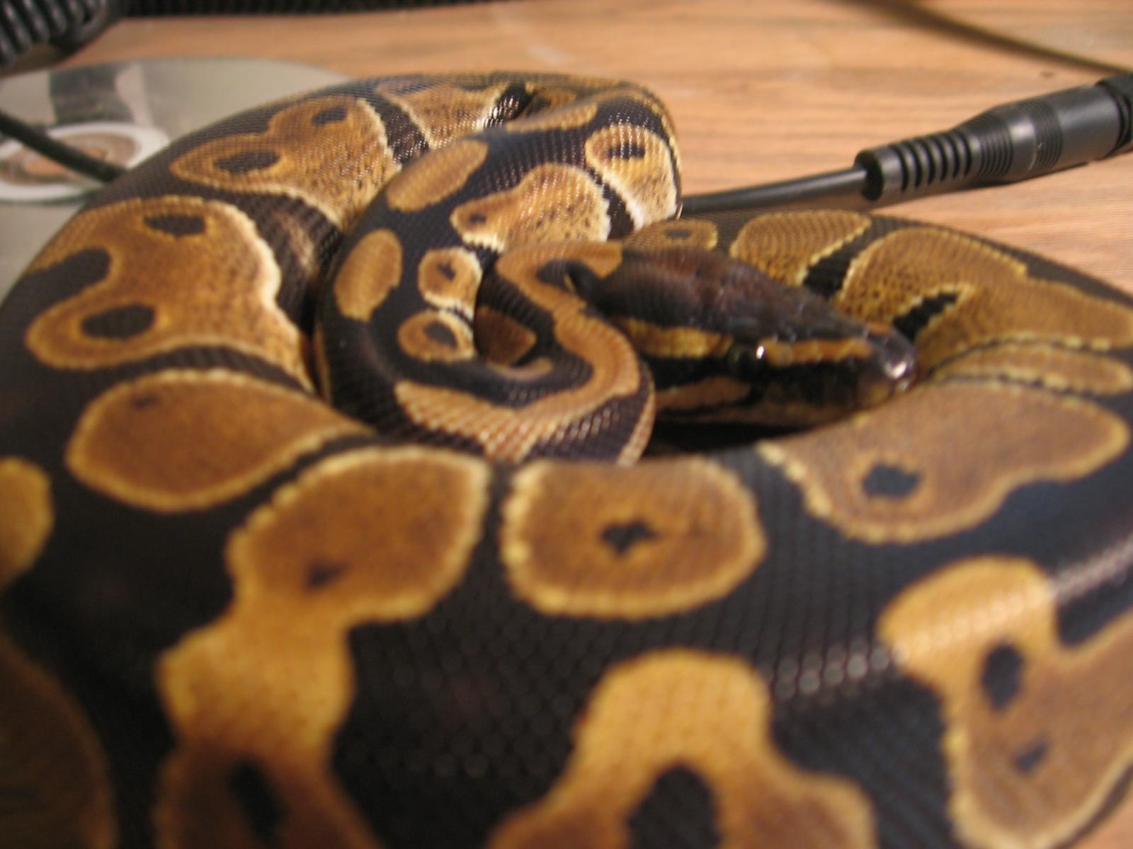 My Snakes