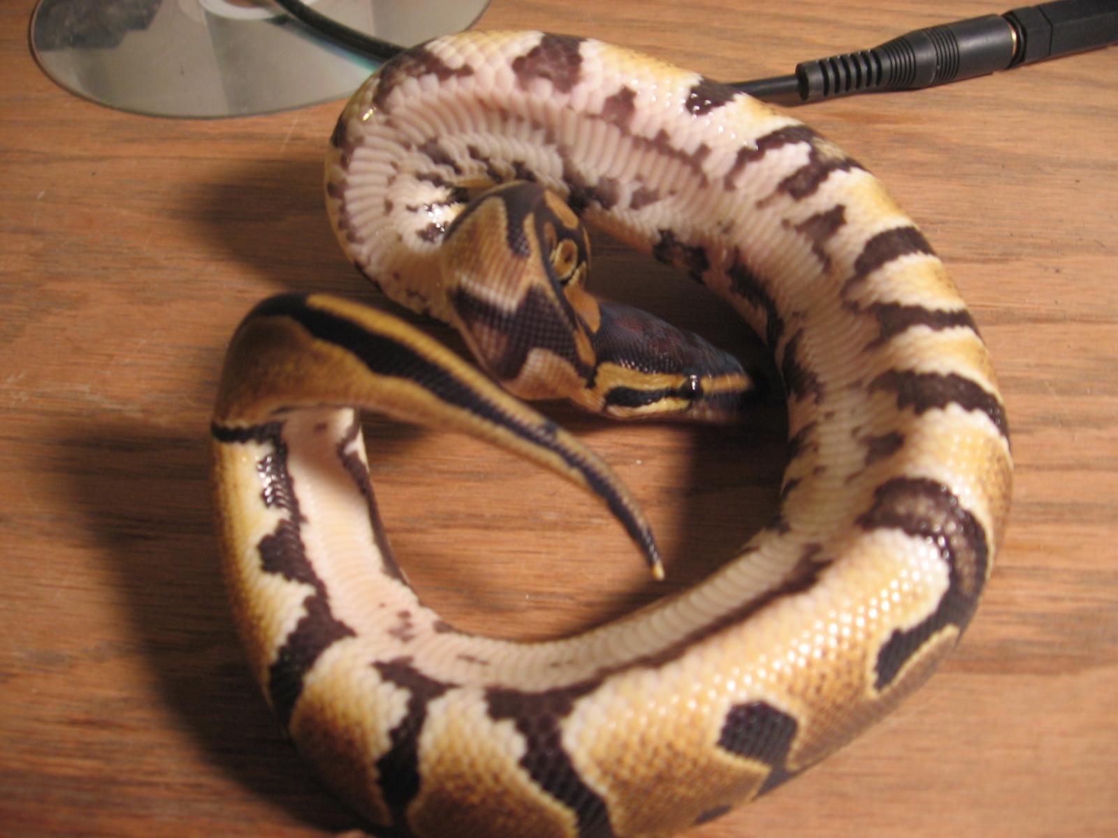 My Snakes