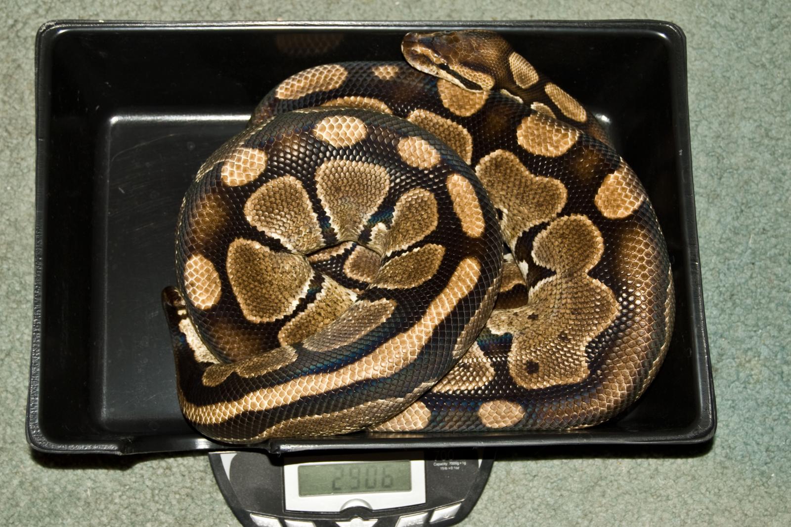 2900 Gram Female