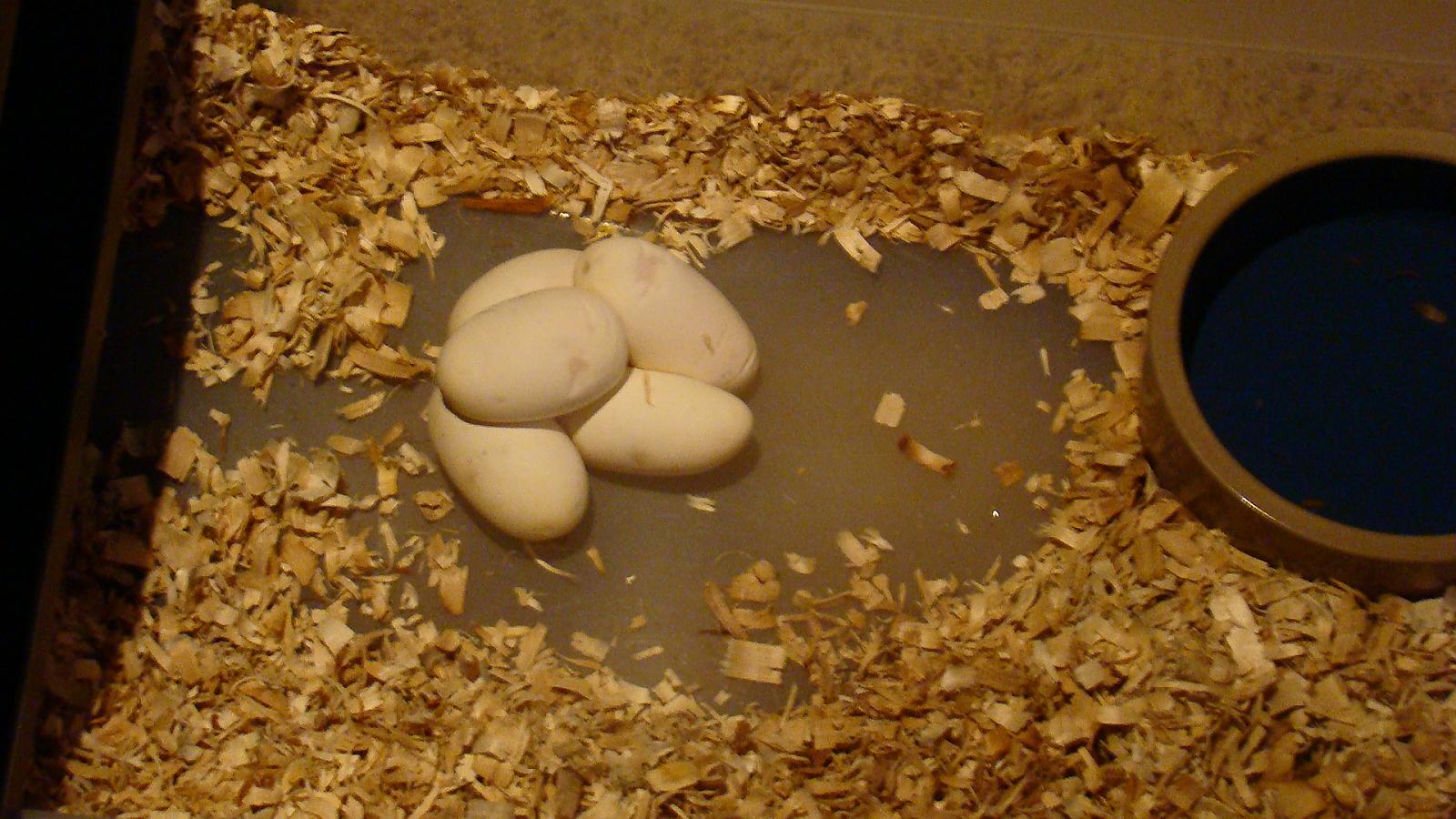 eggs