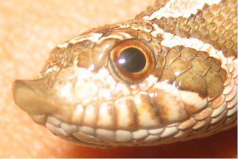 Hognose Smile