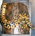 Pastel Male