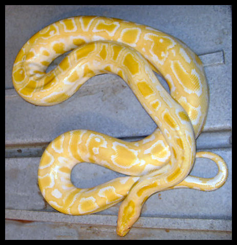 Snakes