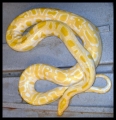Snakes