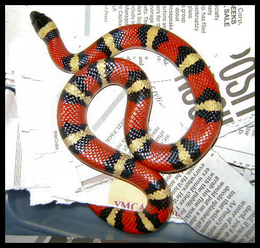 Snakes