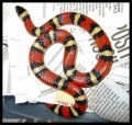 Snakes
