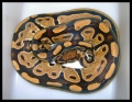 Snakes
