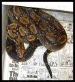 Snakes