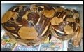 Snakes