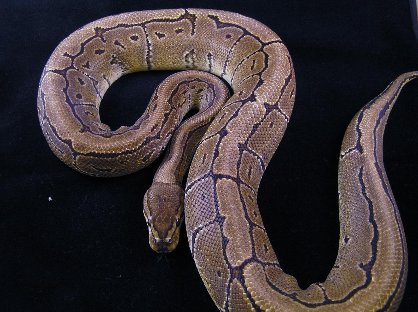 Pinstripe 010